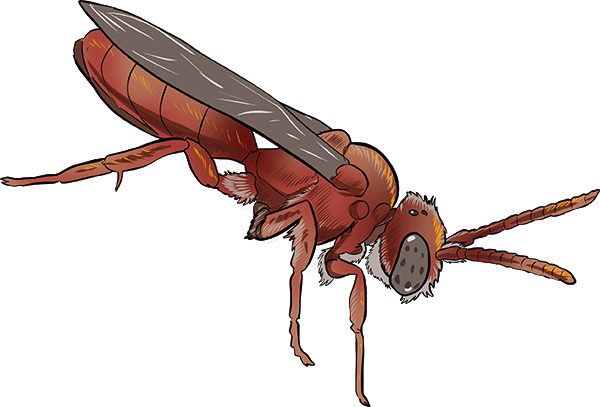 Cuckoo bee