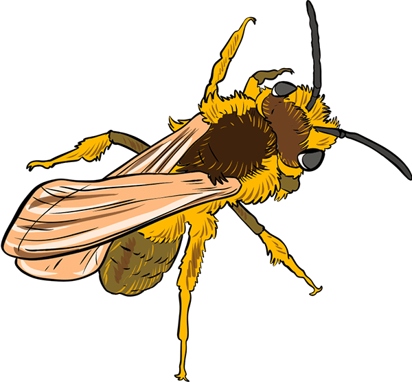 Mining bee