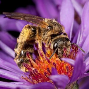 Sweat bee mother