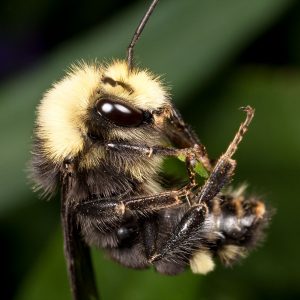 Bumble bee