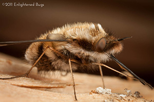 Bee fly
