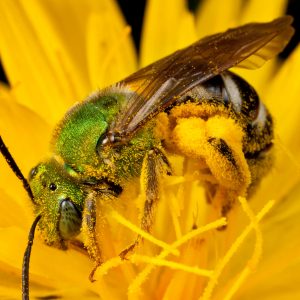 Green sweat bee