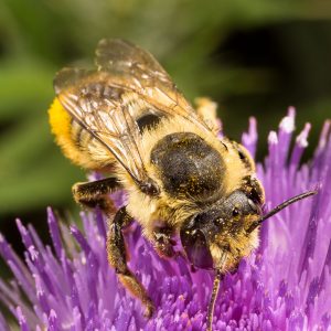 Leaf-cutter bee