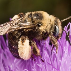 Long-horned bee