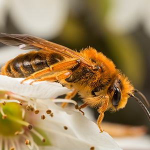 Mining bee
