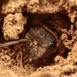Nesting sweat bee