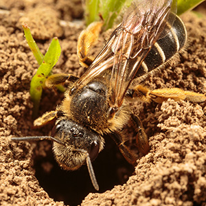 Sweat bee mother