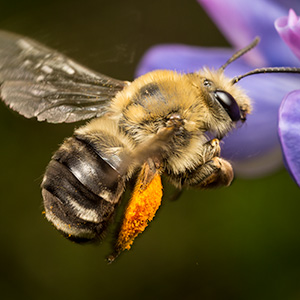 Digger bee