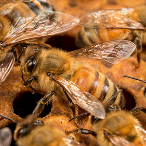 Honey Bee