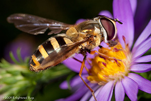 Hover fly