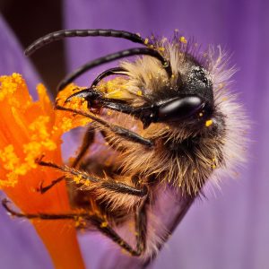 Mining bee