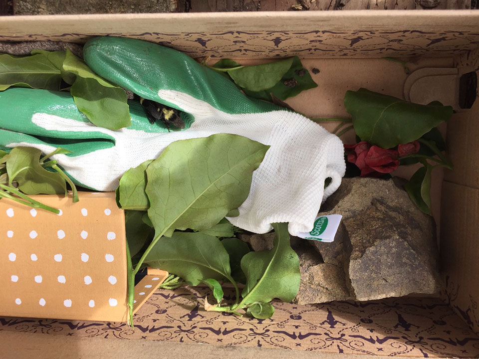 Bumble bee shoebox home
