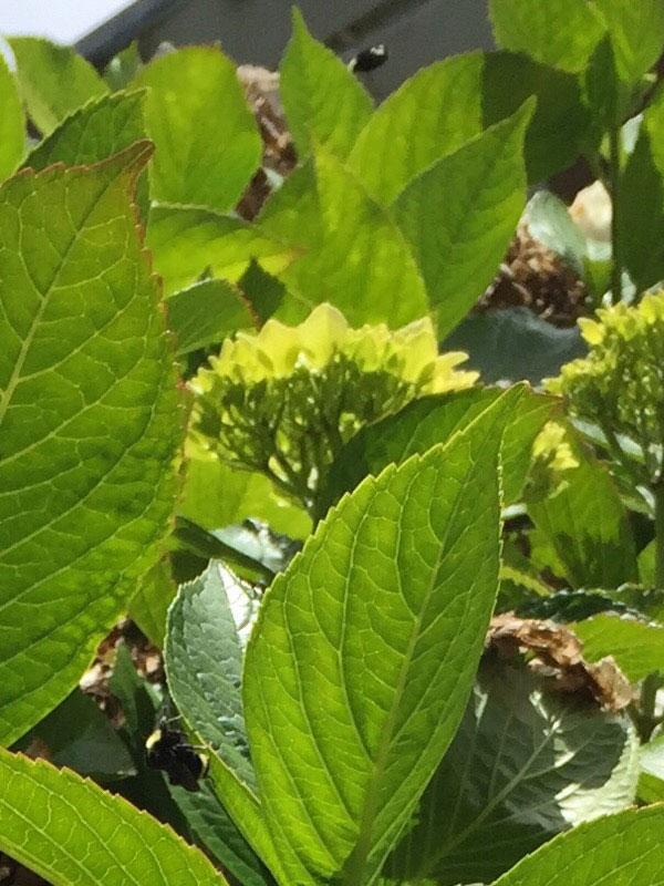 Yellow-faced bumble bees foraging