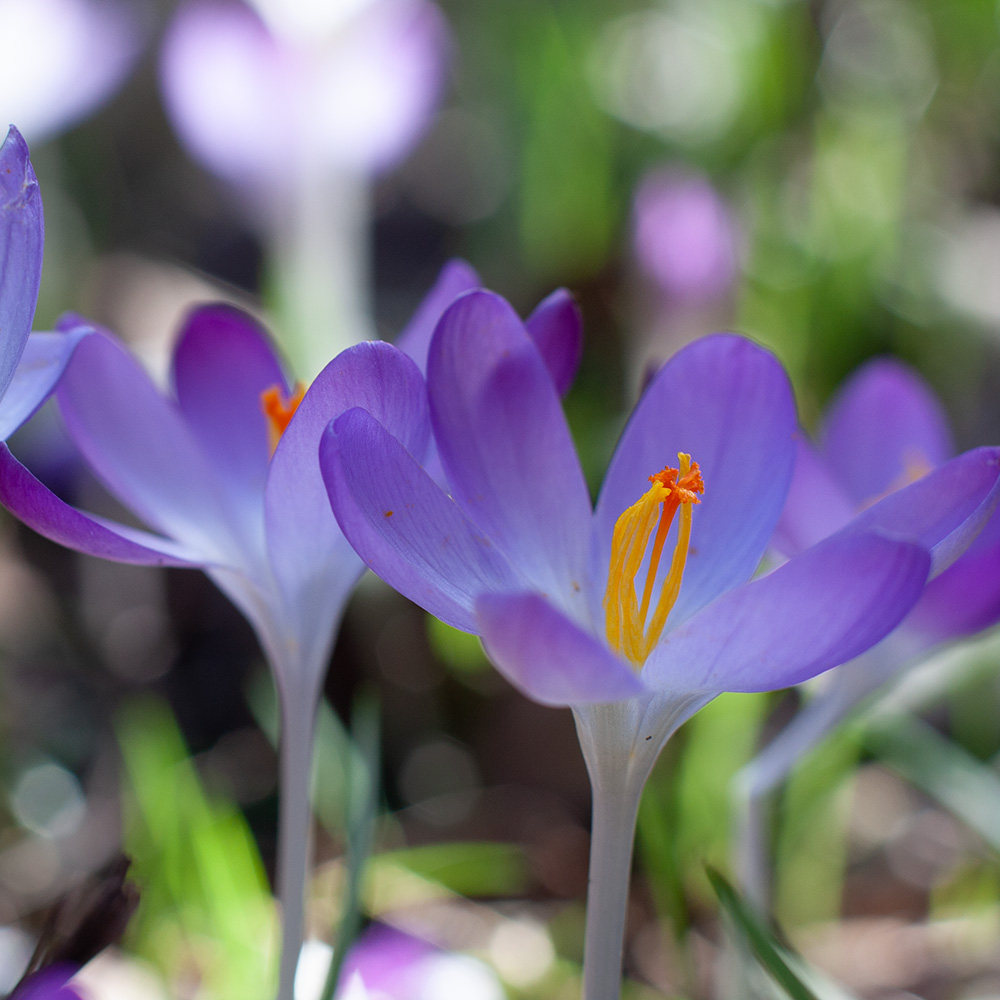 Crocuses opening in the bright spring sun