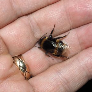 John's bumble bee naps in the warm comfort of his palm