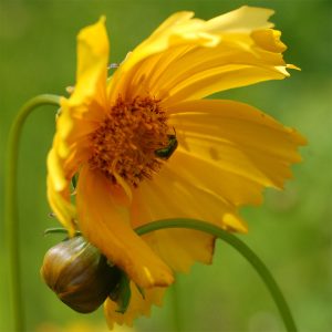 Green sweat bee