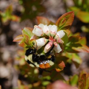 Orange-belted bumble bee