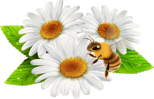 Chamomile flowers look like daisies