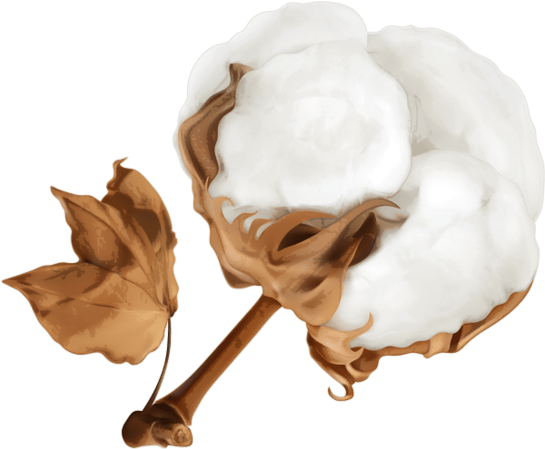 Cotton
