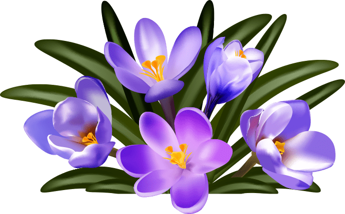 Crocus bulbs make for excellent early spring foraging