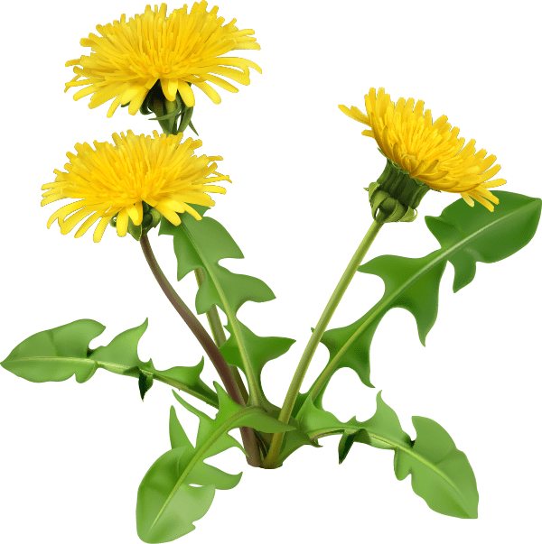 Dandelion